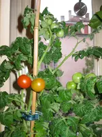IMG_1238.webp