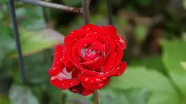 DSC04226.webp
