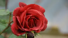 DSC04229.webp