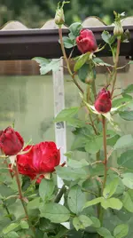 DSC04227.webp