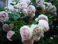 CIMG0169.webp