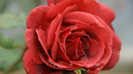 DSC04228.webp