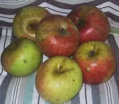 apfel_oma_2.webp