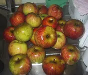 apfel_oma_klein.webp