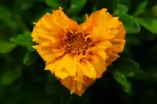 DSC03925(1).webp