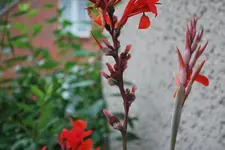 Canna Samenstände 8.2010.webp