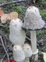 pilz1.webp