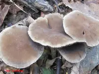 pilz2.webp