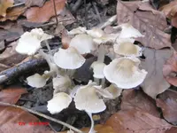 pilz3.webp