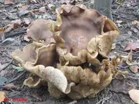 pilz5.webp