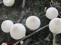 pilz6.webp