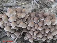pilz7.webp