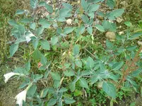 DSC01807.webp