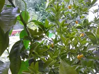 Orangenbaum 001.webp