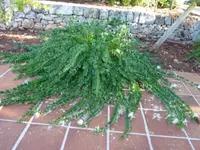 weisse Blume 1.webp