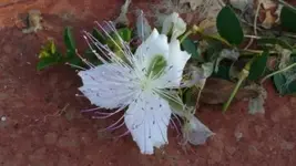 weisse Blume sehr nah.webp
