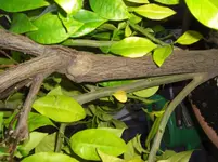 Orangenbaum 005.webp