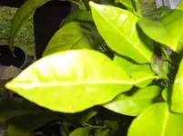 Orangenbaum 006.webp