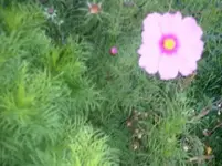 garten2010sept 003.webp
