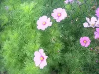 garten2010sept 002.webp