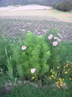 garten2010sept 006.webp