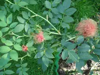 Rosenanomalie.webp