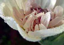 stockrose alcea parkallee.webp