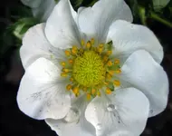 mara de bois.webp