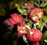 P1060281.webp