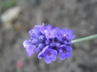 Lavendel.webp