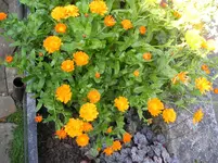 Ringelblume.webp