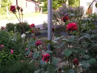 Rose.webp