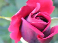 Rose Makro.webp