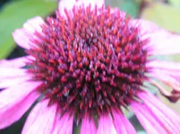 Rudbeckia.webp