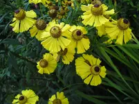 Sonnenbraut.webp