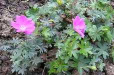 Storchschnabel erika.webp