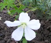 Storchschnabel weiß.webp