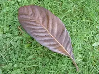 Herbst 139 v.webp