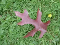 Herbst 141 v.webp