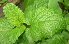 Lemon balm v.webp