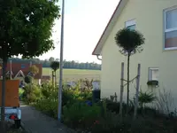 kugelkirschen.webp