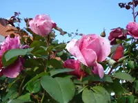 unknown rose.webp