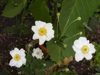 Garten 023.webp