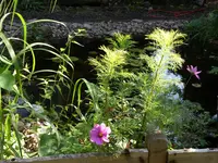 Garten 028.webp