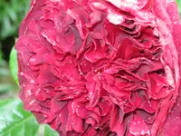 001.webp