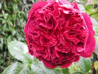 005.webp