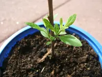 DSCF4153.webp