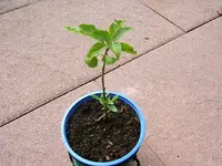 DSCF4152.webp