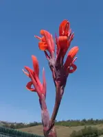 Canna3.webp