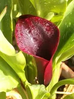 Calla.webp